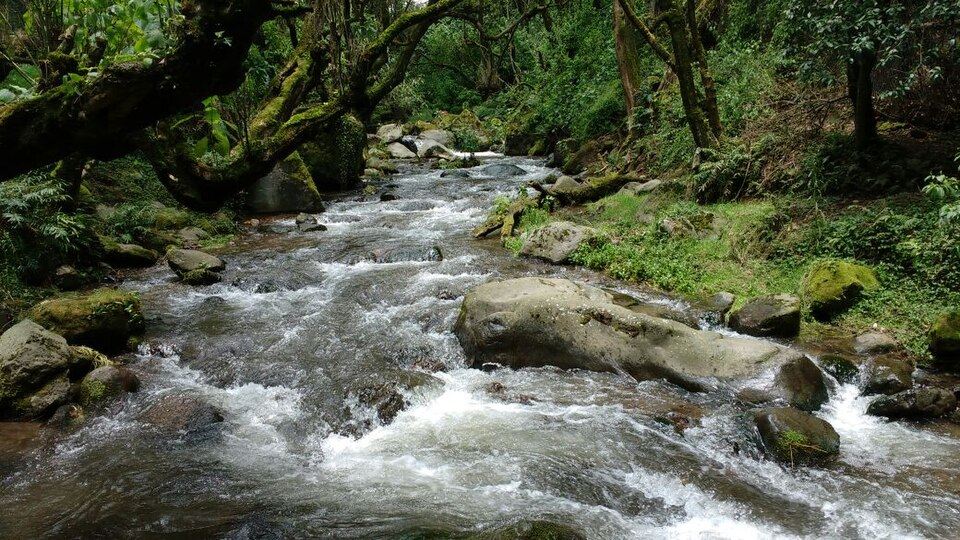 Río y bosque de Los Dinamos, La Magdalena Contreras